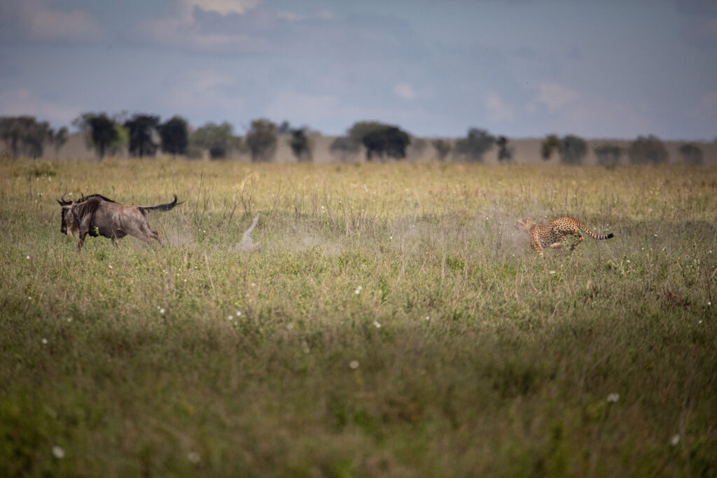 Tanzania Safari, Serengeti Safari