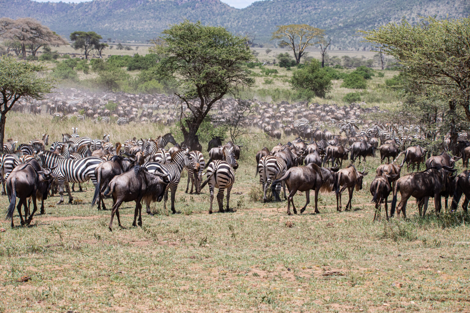 Serengeti Great Migration Adam Goldberg Photography   Serengeti Great Migration 1536x1024 