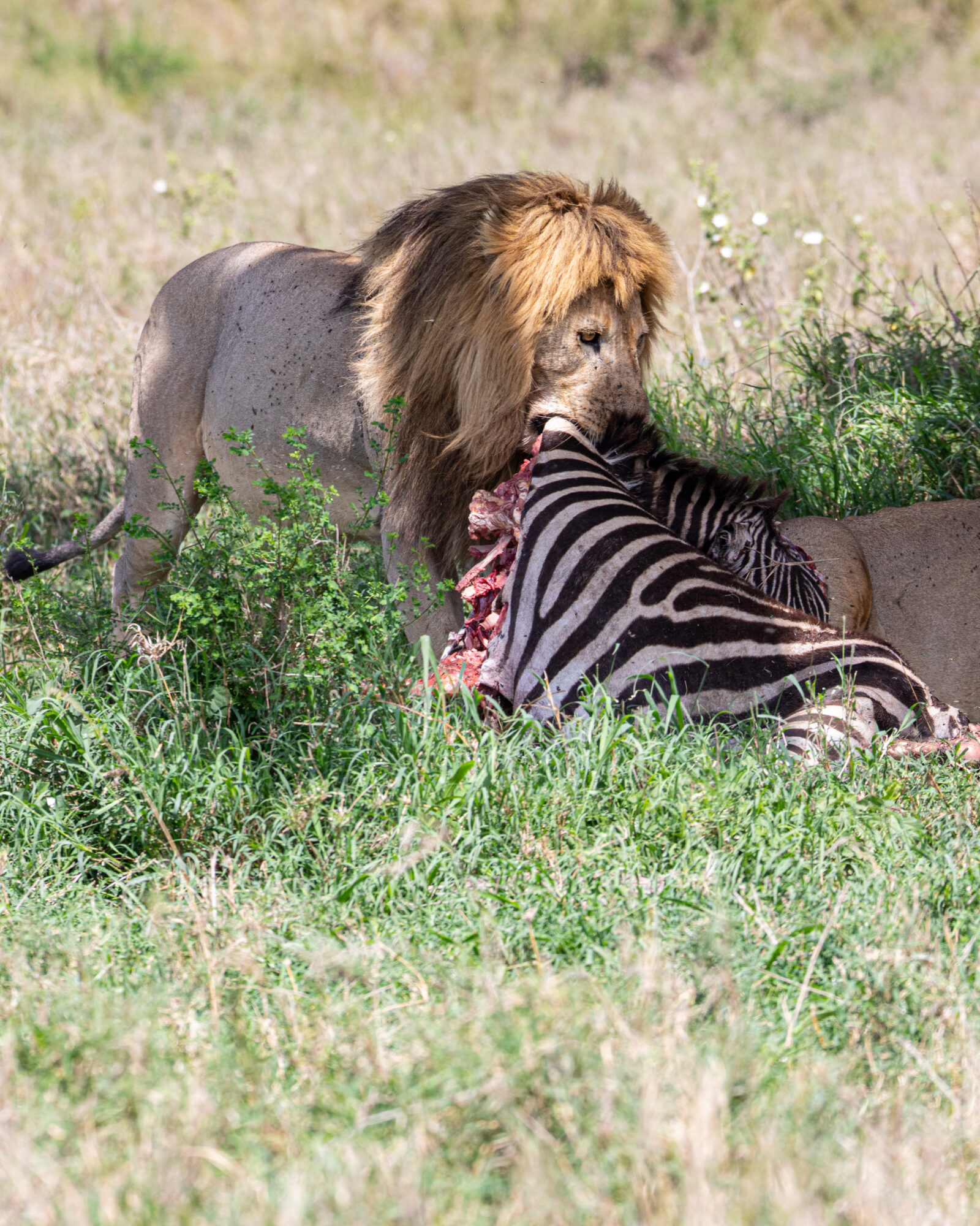 Serengeti-Lions - Adam Goldberg Photography