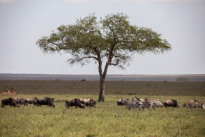 Ultimate Tanzania Safari Itinerary