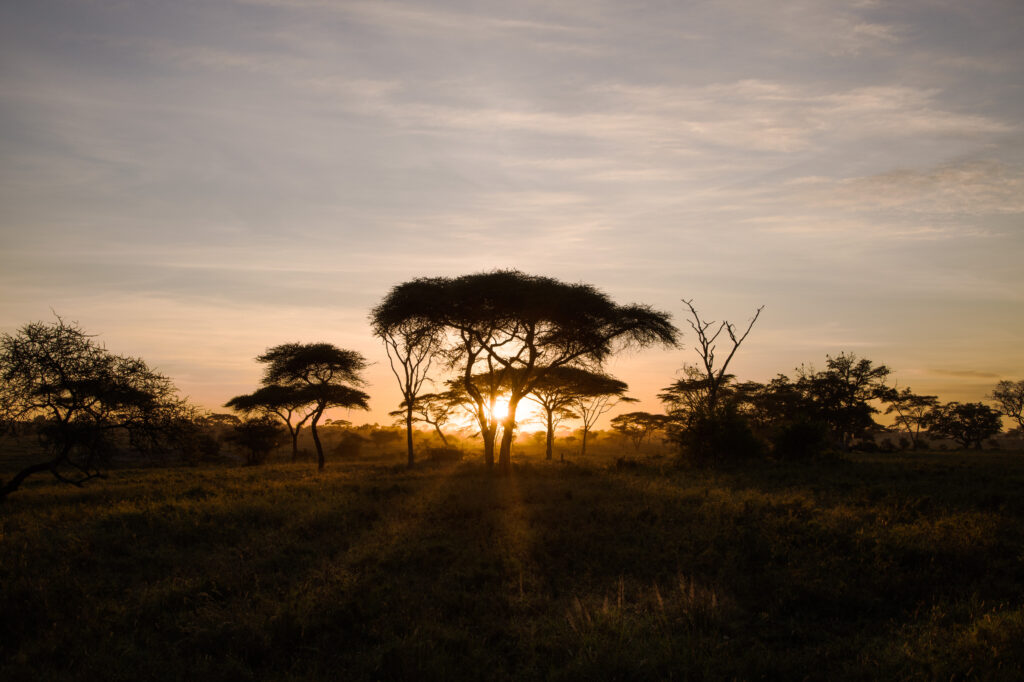 Tanzania Safari, Serengeti Safari