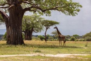 Tanzania Safari, Wildlife Safari