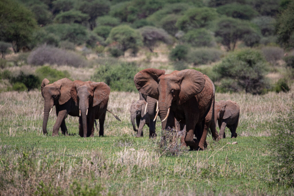 Tanzania Safari, Wildlife Safari
