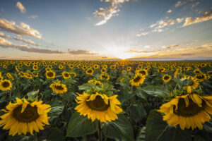 Sunflowers at sunset outside of Denver, Colorado. Fine Art Landscape Photography. Nature and landscape photo.