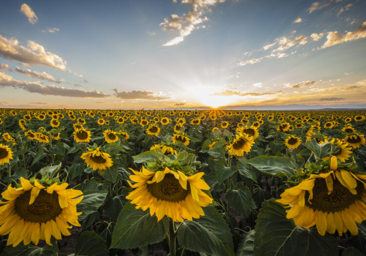 Sunflowers at sunset outside of Denver, Colorado. Fine Art Landscape Photography. Nature and landscape photo.